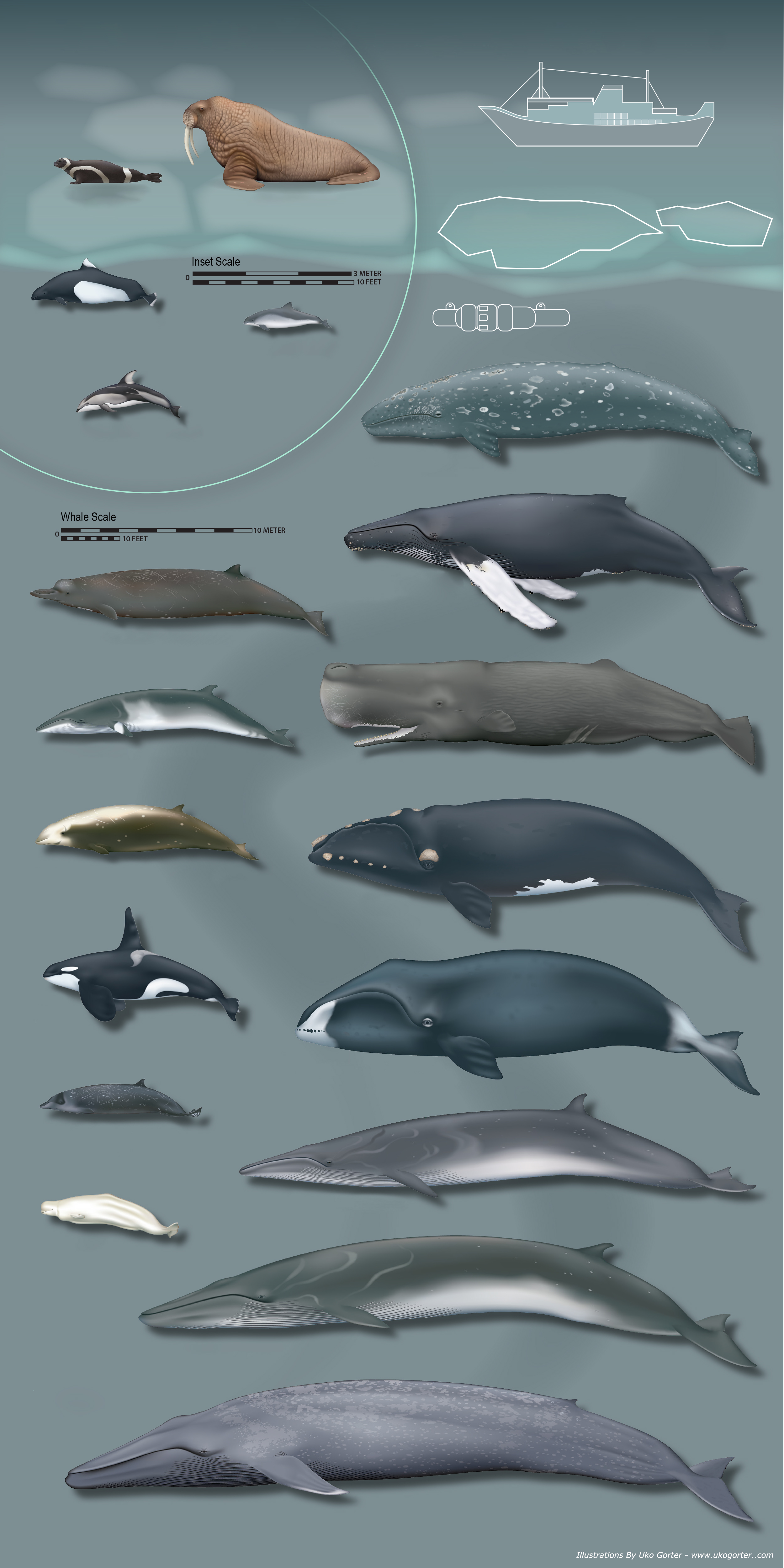 Marine Mammal Acoustic Sounds infographic featuring illustrations of Alaskan marine mammals, sea ice, and man-made sources of marine sound.