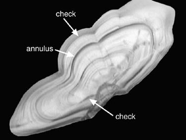 ring pattern of 1-year old Pacific cod otolith