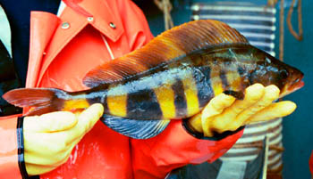 picture of Atka mackerel