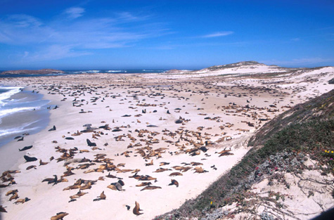 picture of Point Bennet rookery