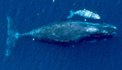 picture of adult bowhead whale with calf