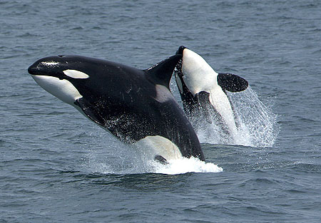 photo of killer whales