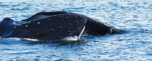 Figure 1, euphausids and humpback whale