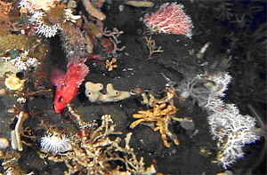 rockfish amongst coral