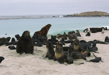 fur seal group