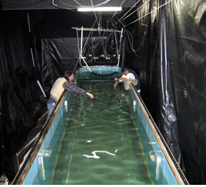 examining cod in a flume tank