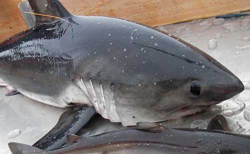 spaghetti-tagged salmon shark