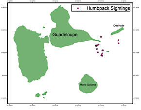 figure 1, humpback sightings
