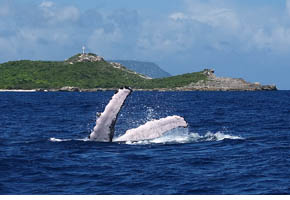 figure 3a, humpback whale