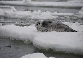 figure 6, spotted seal pup