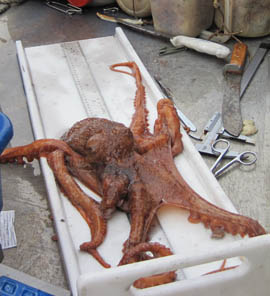 figure 1, small giant Pacific octopus