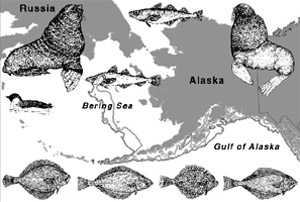 image link for Bering Sea ecosystem (30237 bytes)