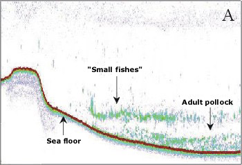 diagram of echo integration-trawl methods