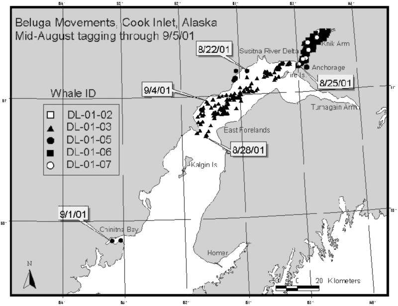 Map of whale locations 22 Aug - 5 Sept.