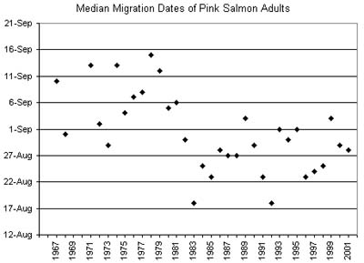 chart of Auke Creek adult pink salmon median migration dates