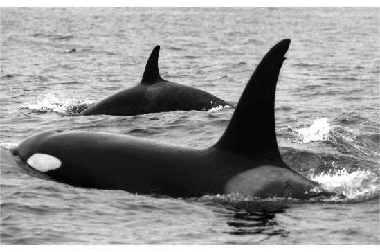 photo of killer whales
