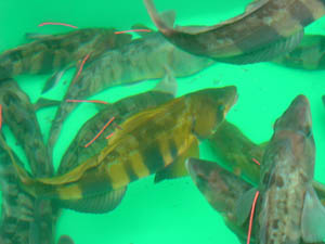 picture of a tagged Atka fish in tanks on board