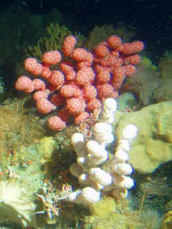 picture of bubble gum coral
