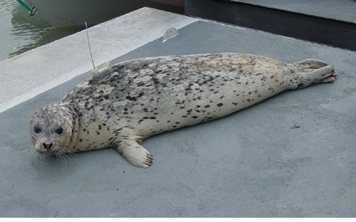 Harbor seal with dive recorder