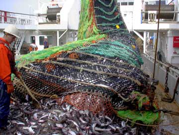 photo of a full codend of fish dumbed into the hold of a catcher-processor