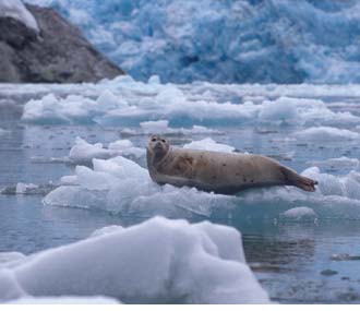 harbor seals on ice