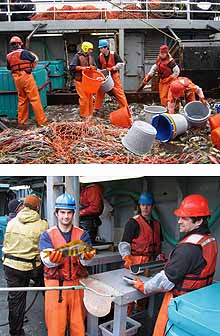 Atka mackerel tagging preparation
