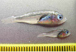 unidentified rockfish