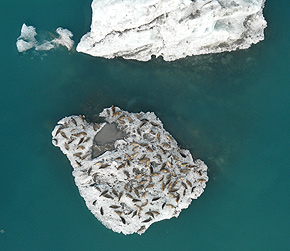 harbor seals on grounded glacial ice