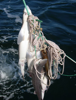 Figure 12, spiny dogfish snarled in a demersal longline