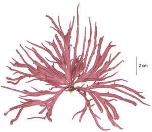 new species of red seaweed,
Dudresnaya sp.
