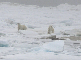 polar bears near Pt. Barrow, Alaska