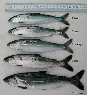 5 salmon species