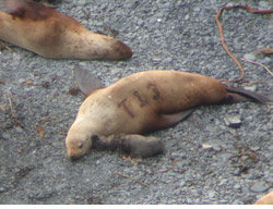 branded Steller sea lion
