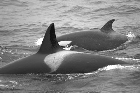 transient killer whales