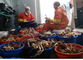 biologists measuring red king crab