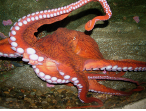 figure 4, giant Pacific octopus