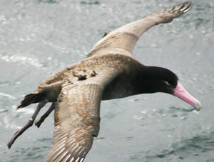 figure 5, short-tailed albatross
