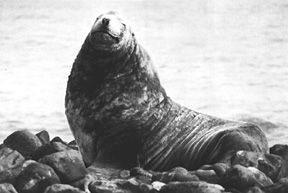 image of steller sea lion (20367 bytes)