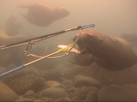 picture of underwater sea lion capture