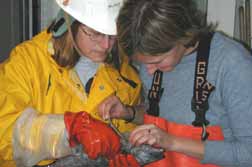 photo of scientists collecting milt from a male arrowtooth flounder.