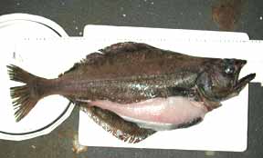 photo or mature female arrowtooth flounder..
