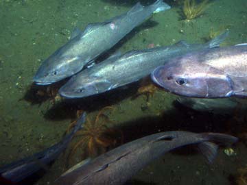 underwater photo of sablefish