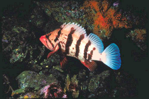 picture of rockfish