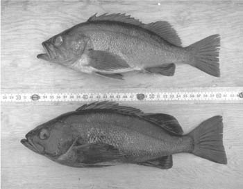 picture of light and dark dusky rockfishes