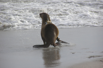 California sea lion pup. Photo by Tony Orr
