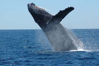 Photo from humpback whale sequence