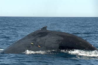 Photo from humpback whale sequence