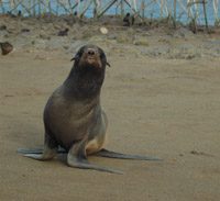 juvenile northern fur seal