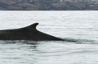 Figure 3, fin whale