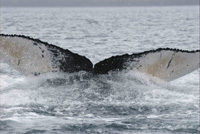 Figure 4, humpback whale